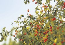 Nel mondo 4 miliardi di persone si curano con le piante