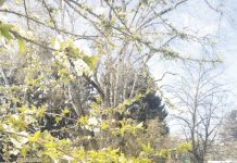 L’ambiente? Un diritto costituzionale