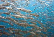 Sardine e Sartine. Riflessioni su populismo e dintorni