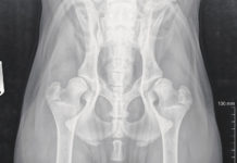 Displasia veterinaria