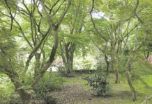 Dalla “Laudato si’” alla trasformazione ecologica ed economica