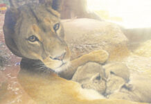 Magnifica prole di leoni nello Zoo di Gelsenkirchen