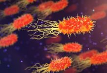 I Batteriofagi, “i virus buoni“