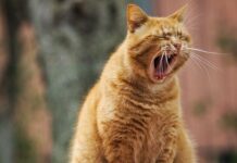 Aprile, dolce dormire