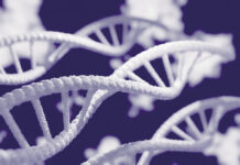 Una nuova ricerca sul DNA dell’Università del Salento svela i segreti di una coppia morta a Pompei