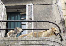 Rumori eccessivi in condominio, quali sono i limiti?