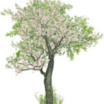 Albero Pixabay Susann _opt