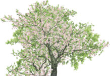 Autorità che fa crescere la partecipazione