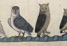 Il cacatua di Federico II