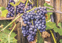 Settembre vendemmia e vino rosso….