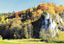 Patronati – Pensione vedovile