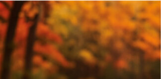 Sapori che scaldano l’attesa: le ricette dell’Avvento e del Natale